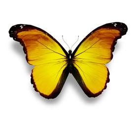 Yellow butterfly, isolated on white