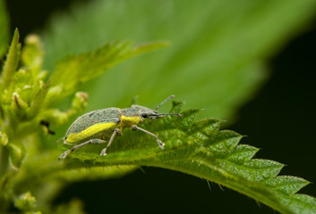 Phyllobius