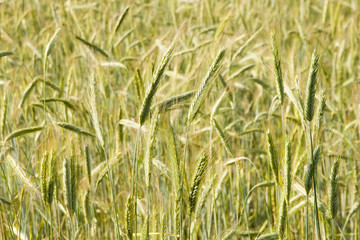 Ripening rye in the field of summertime