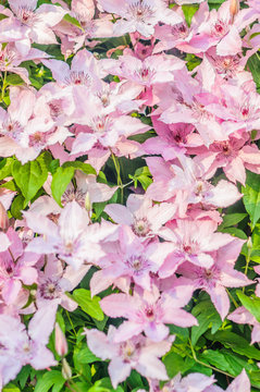 klimatis
