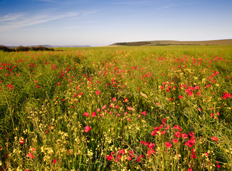 Poppy field landscape in English countryside in Summer