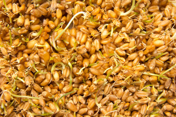 sprouted wheat as the background