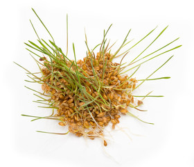 sprouted wheat on a white background