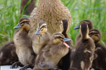 A flock of young ducks