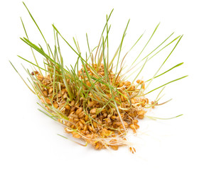young wheat sprouts on a white background