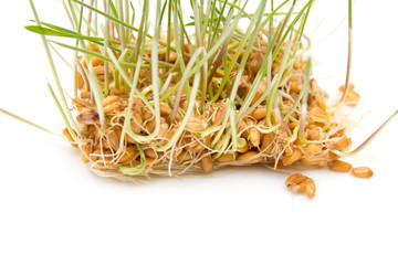 Wheat sprouts on white background