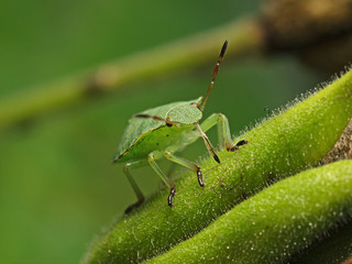 Grüner Stinkkäfer (Palomena prasina)