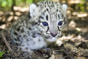 Naklejka na ściany i meble Dziecko snow leopard (Panthera uncia uncia uncia lub)