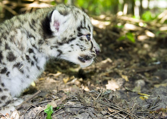 Baby snow leopard (Uncia uncia or Panthera uncia)