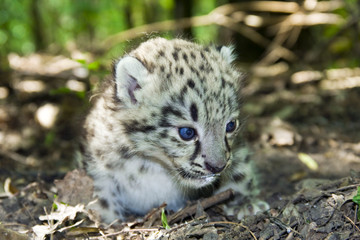 Obraz premium Baby snow leopard (Uncia uncia or Panthera uncia)