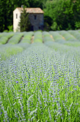 Provence