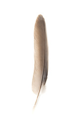  Feather of a pigeon on a white background