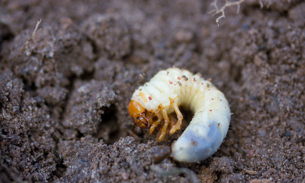 May beetle larva