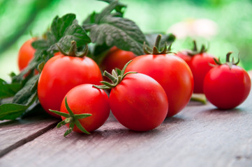 Freshly harvested summer cherry tomatoes