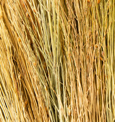 backgrounds texture of dry grass