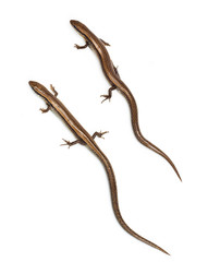 Two lizards on a white background