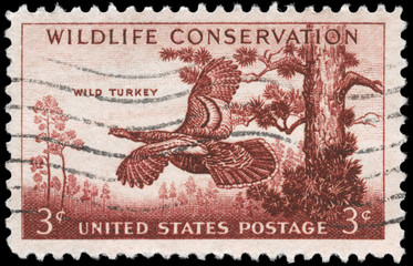 USA - CIRCA 1956 Wild Turkey