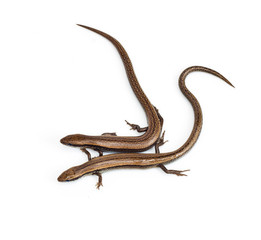 Obraz premium Two lizards on a white background