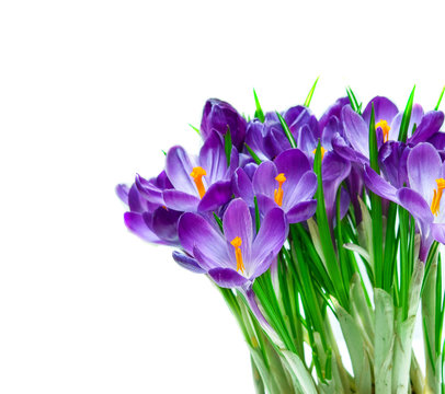 Purple Crocus Isolated On White Background