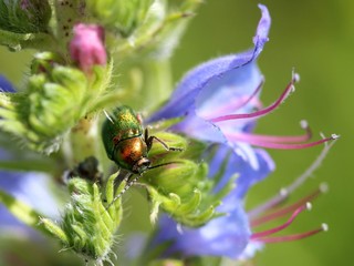 Seidiger Fallkäfer auf Blauem Natternkopf