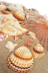 seashells on the sand