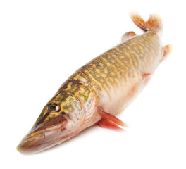 pike on a white background