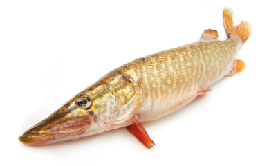 pike on a white background