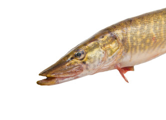 pike on a white background