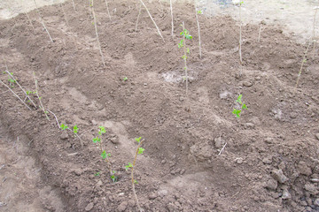 Young leaves of a raspberry on the earth