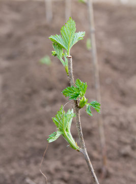 Young leaves of a raspberry