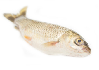 grass carp isolated on white