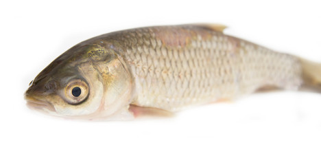 grass carp isolated on white