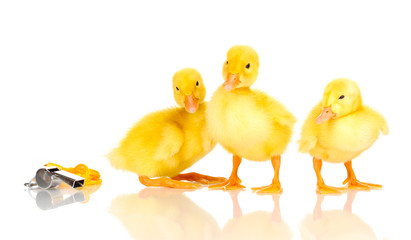 Three duckling and whistle isolated on white