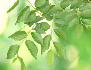 Fototapeta na wymiar Beautiful green twig on green background