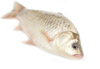 crucian carp on white background