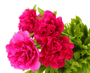 beautiful pink peonies isolated on white