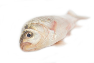 crucian carp on white background