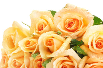 beautiful bouquet of roses isolated on white