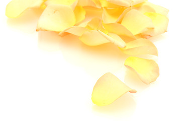 beautiful orange rose petals isolated on white