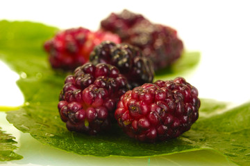mulberry leaves and berries on white background close-up