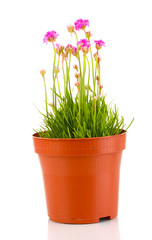 Pink flowers in pot isolated on white