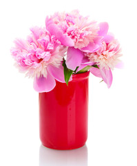pink peonies flowers in vase isolated on white
