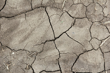 Cracked field soil