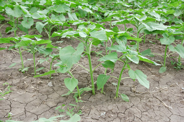 Sunflowers growing out of soil  in field