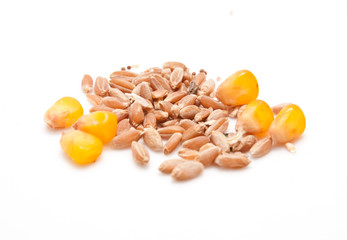 Wheat with corn on a white background © schankz
