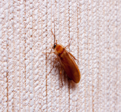 cockroach on the wall
