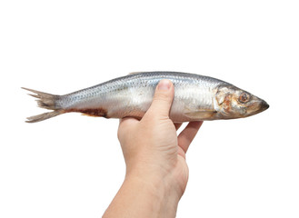 herring in his hand on a white background