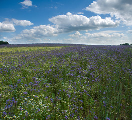 Obraz premium Field Phacelia Juss