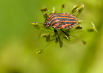 Graphosoma lineatum
