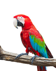 Naklejka premium macaw isolated
